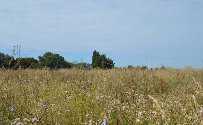 Vue arrière du terrain à vendre à Huppaye Vue arrière du terrain à vendre à Huppaye